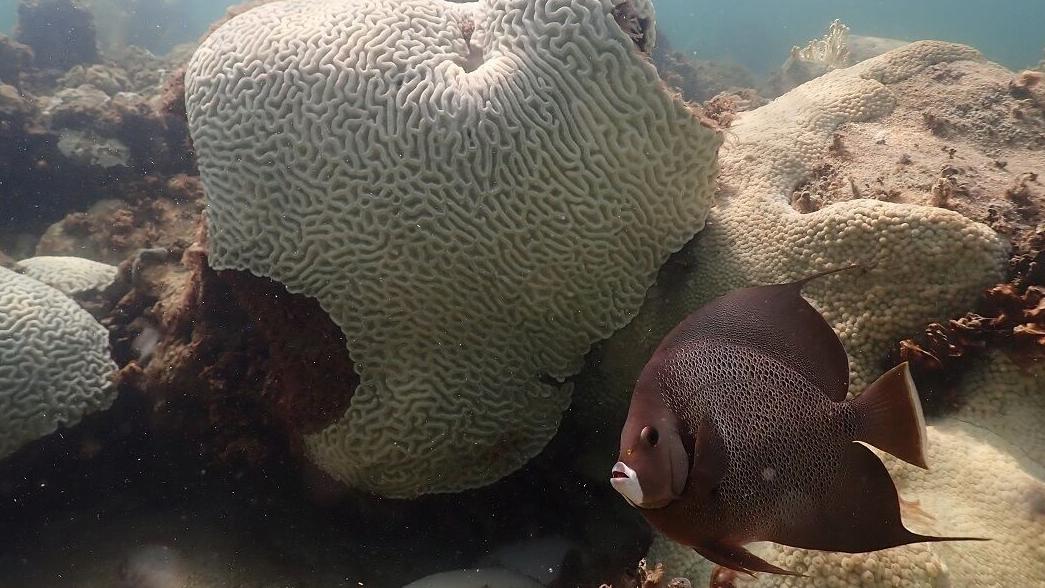 Like a hot tub: Ocean temperatures off Florida top 100, may have set world record for warmest seawater